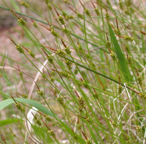 Carex rara