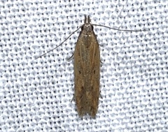Mesophleps adustipennis