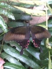 Papilio helenus helenus