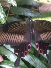 Papilio helenus helenus