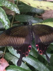 Papilio helenus helenus