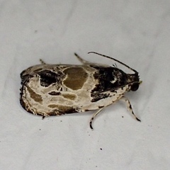 Olethreutes griseoalbana