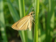 Leptalina unicolor