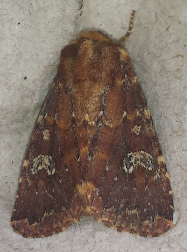 German Cousin Moth