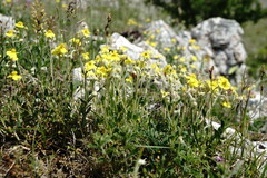 Helianthemum oelandicum orientale