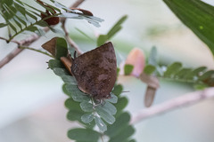 Arhopala centaurus