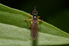 Dioctria lateralis