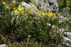 Helianthemum oelandicum orientale