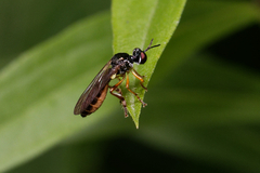 Dioctria lateralis