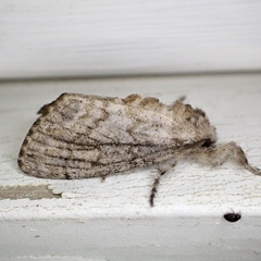 Dasychira atrivenosa