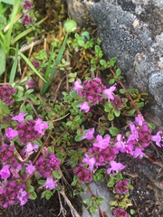 Thymus praecox britannicus