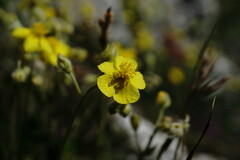 Helianthemum oelandicum orientale