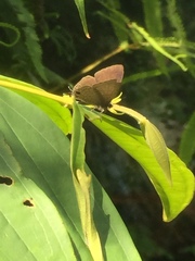 Ionolyce helicon merguiana