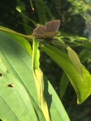 Ionolyce helicon merguiana