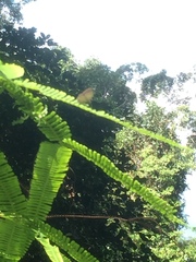 Ionolyce helicon merguiana