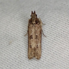 Prostomeus brunneus