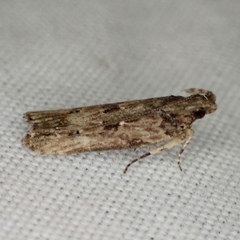 Prostomeus brunneus