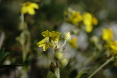 Helianthemum oelandicum orientale
