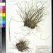 Carex capillacea - Photo (c) Smithsonian Institution, National Museum of Natural History, Department of Botany, some rights reserved (CC BY-NC-SA)