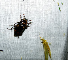 Nicrophorus pustulatus