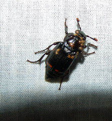 Nicrophorus pustulatus