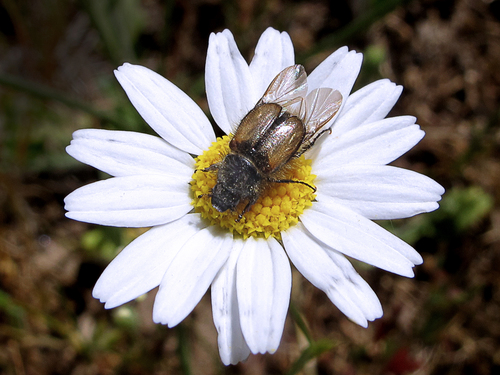 Chasmatopterus villosulus