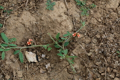 Indigofera rhytidocarpa