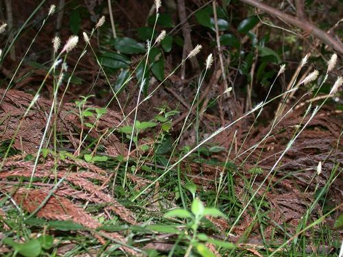 Carex conica