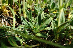 Helianthemum oelandicum orientale