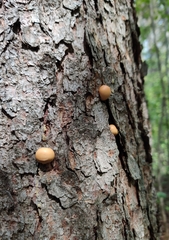 Cryptoporus volvatus