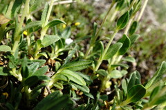 Helianthemum oelandicum orientale