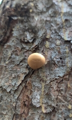 Cryptoporus volvatus