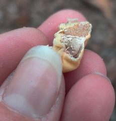 Cryptoporus volvatus