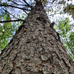 Cryptoporus volvatus