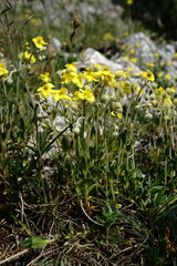 Helianthemum oelandicum orientale