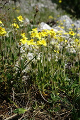 Helianthemum oelandicum orientale