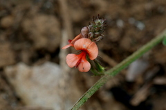 Indigofera rhytidocarpa