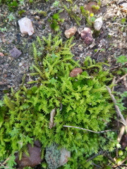 Triquetrella tristicha
