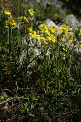 Helianthemum oelandicum orientale