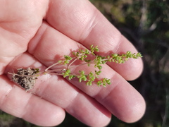 Crassula thunbergiana