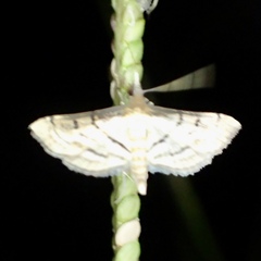 Marasmia cochrusalis