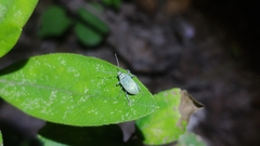 Phrixopogon excisangulus