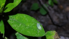 Phrixopogon excisangulus