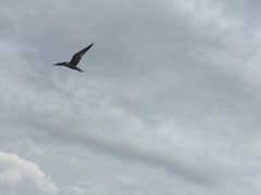 Sterna hirundo