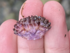 Paraxanthias taylori