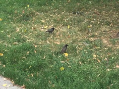 Sturnus vulgaris