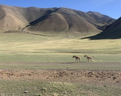 Equus kiang
