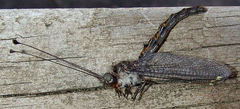 Ascaloptynx appendiculata