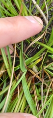 Carex atrofusca