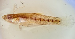 Cnesterodon decemmaculatus